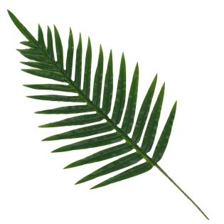 List okrasni palma 65 cm 587726